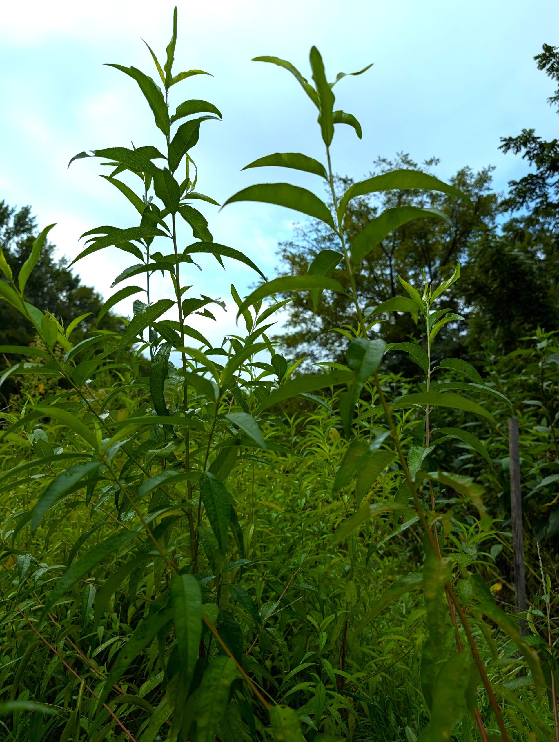 Seedlings