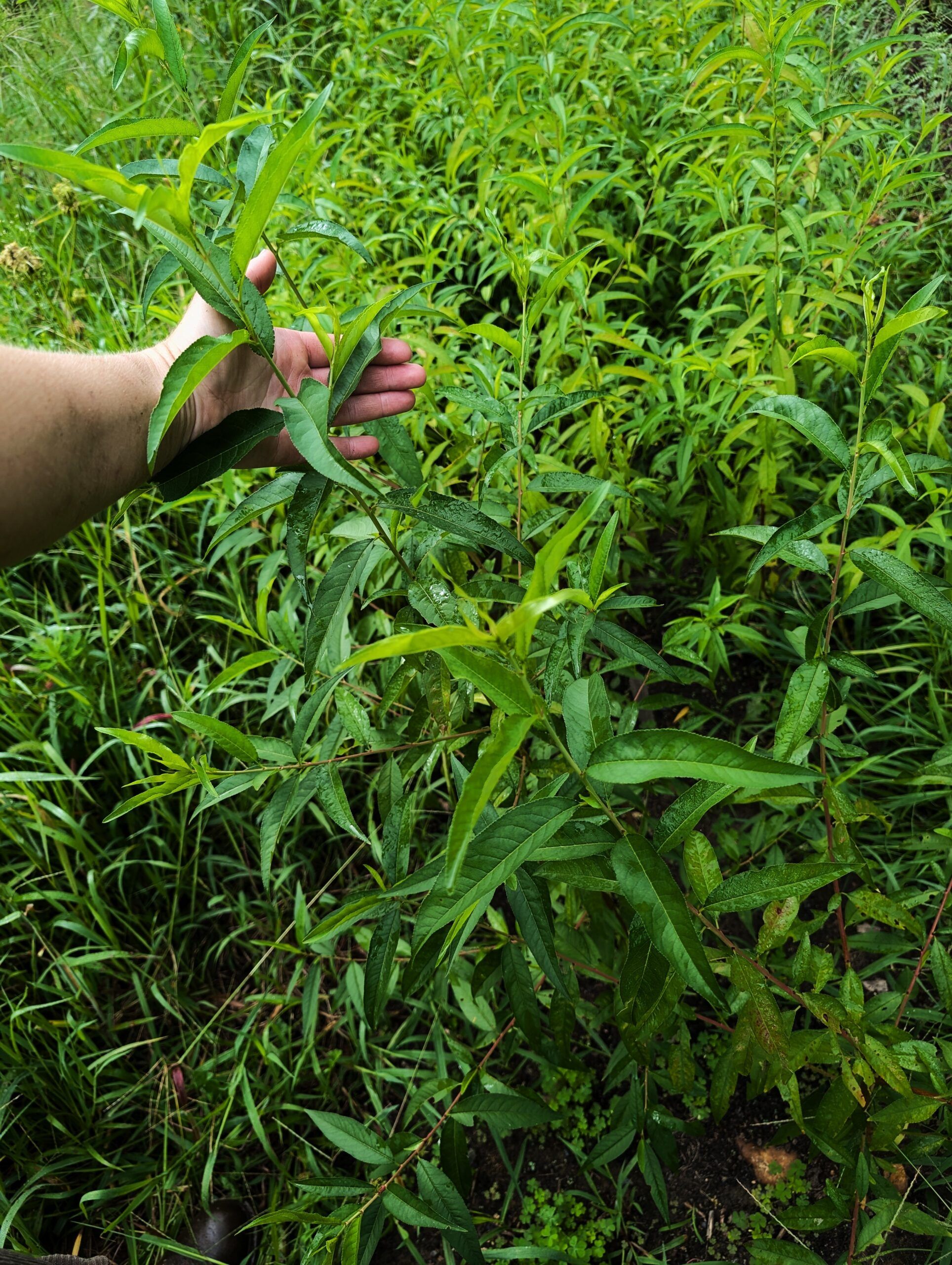 Seedlings