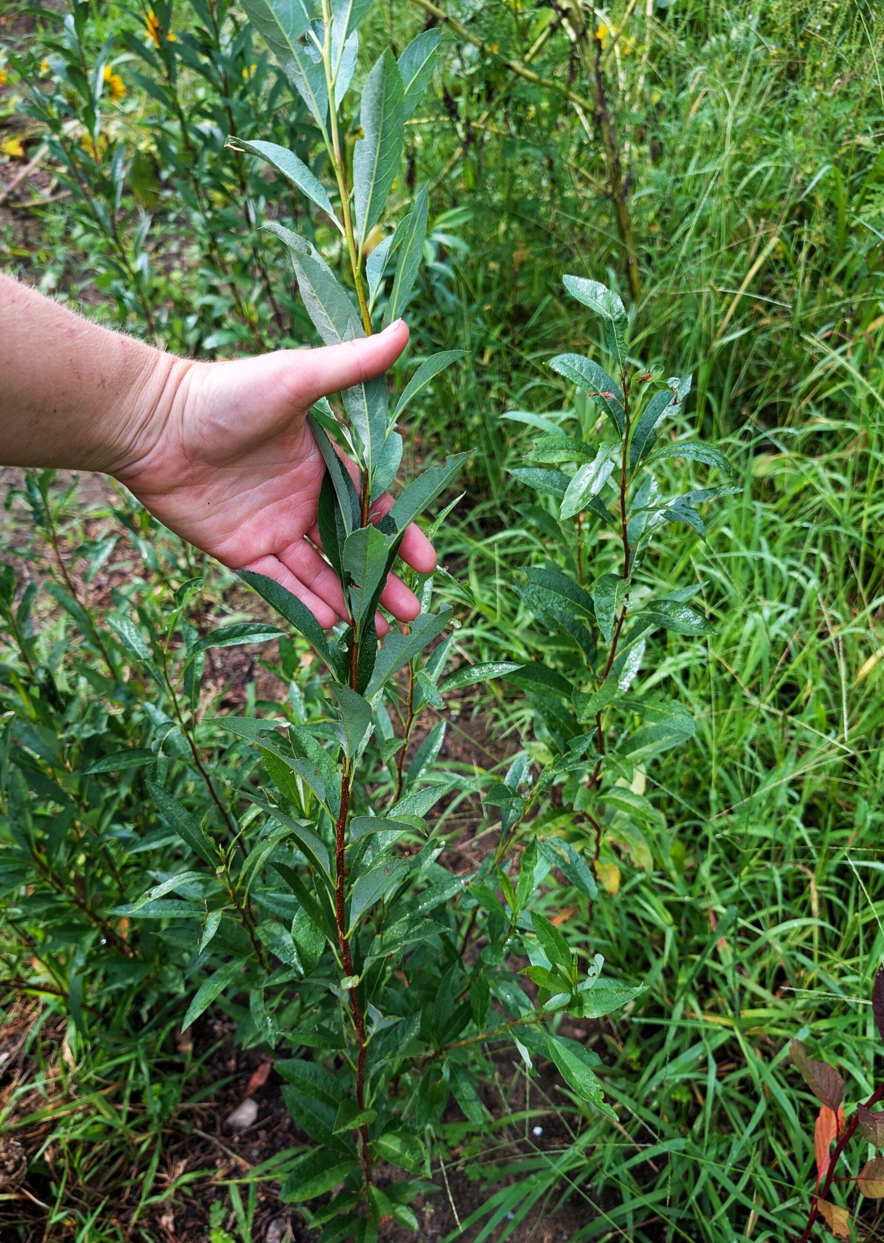 Sand cherry seedling