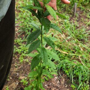 American plum seedling