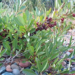 Prunus pumila with fruit