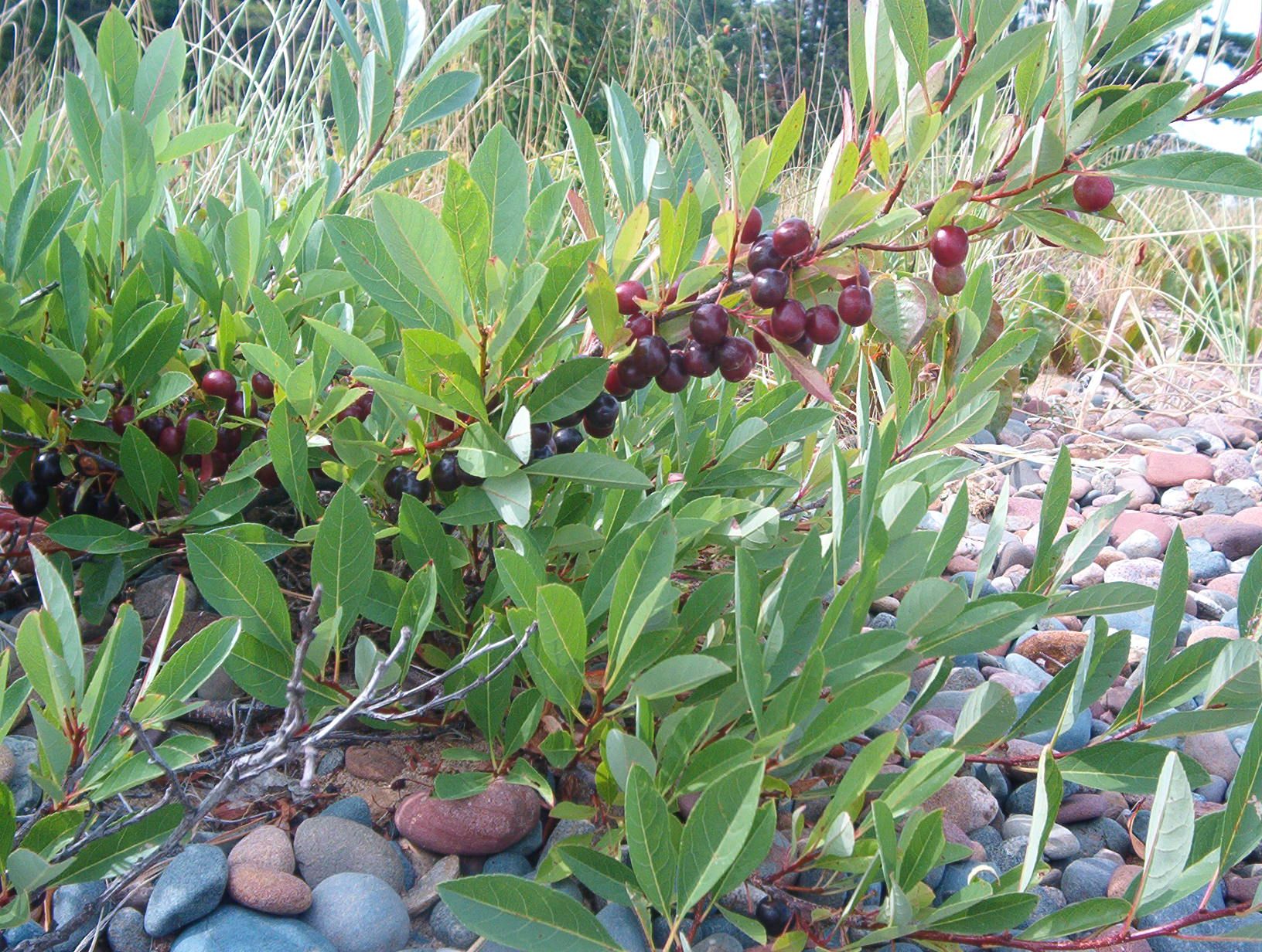 Prunus pumila with fruit