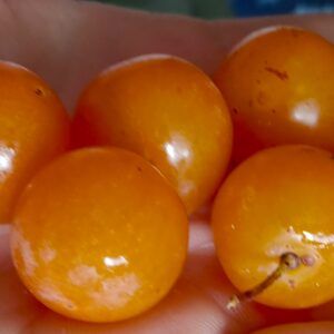 Gold beach plums