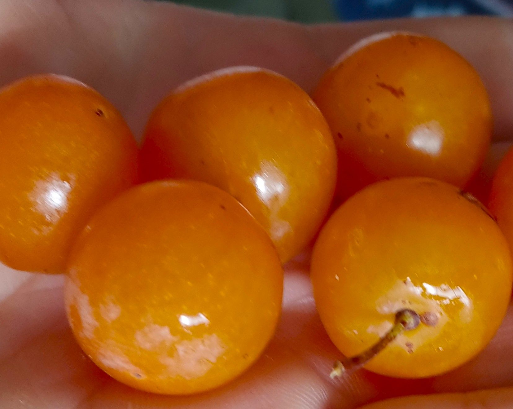 Gold beach plums