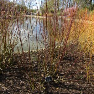 cornus amomum