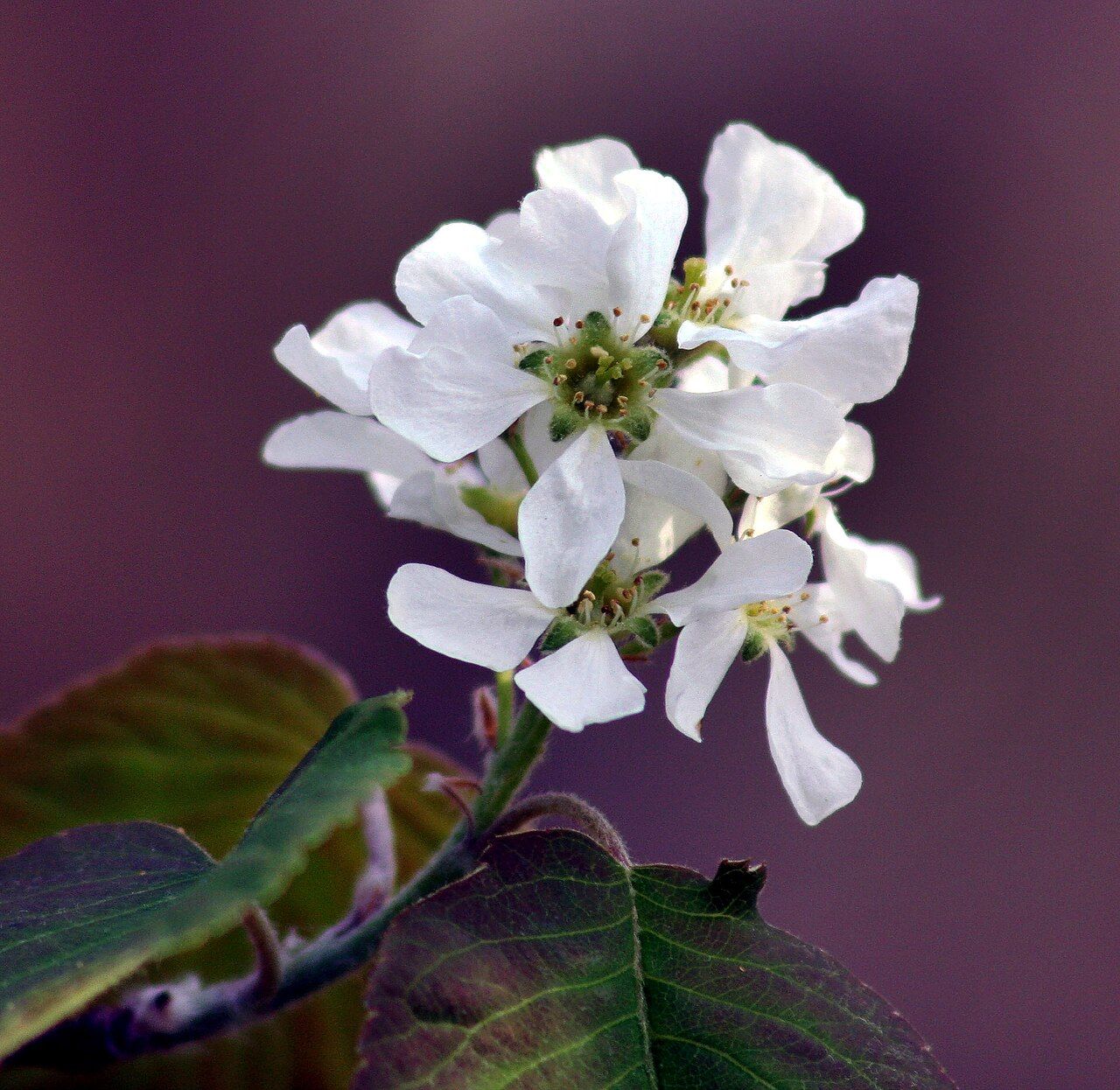 A spicata flowers