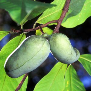 pawpaws