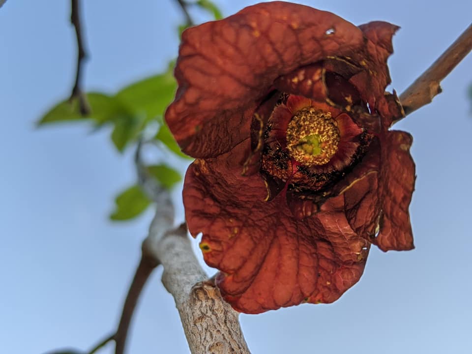 A. triloba flower