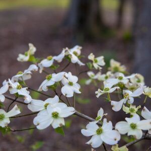 Cornus flowers