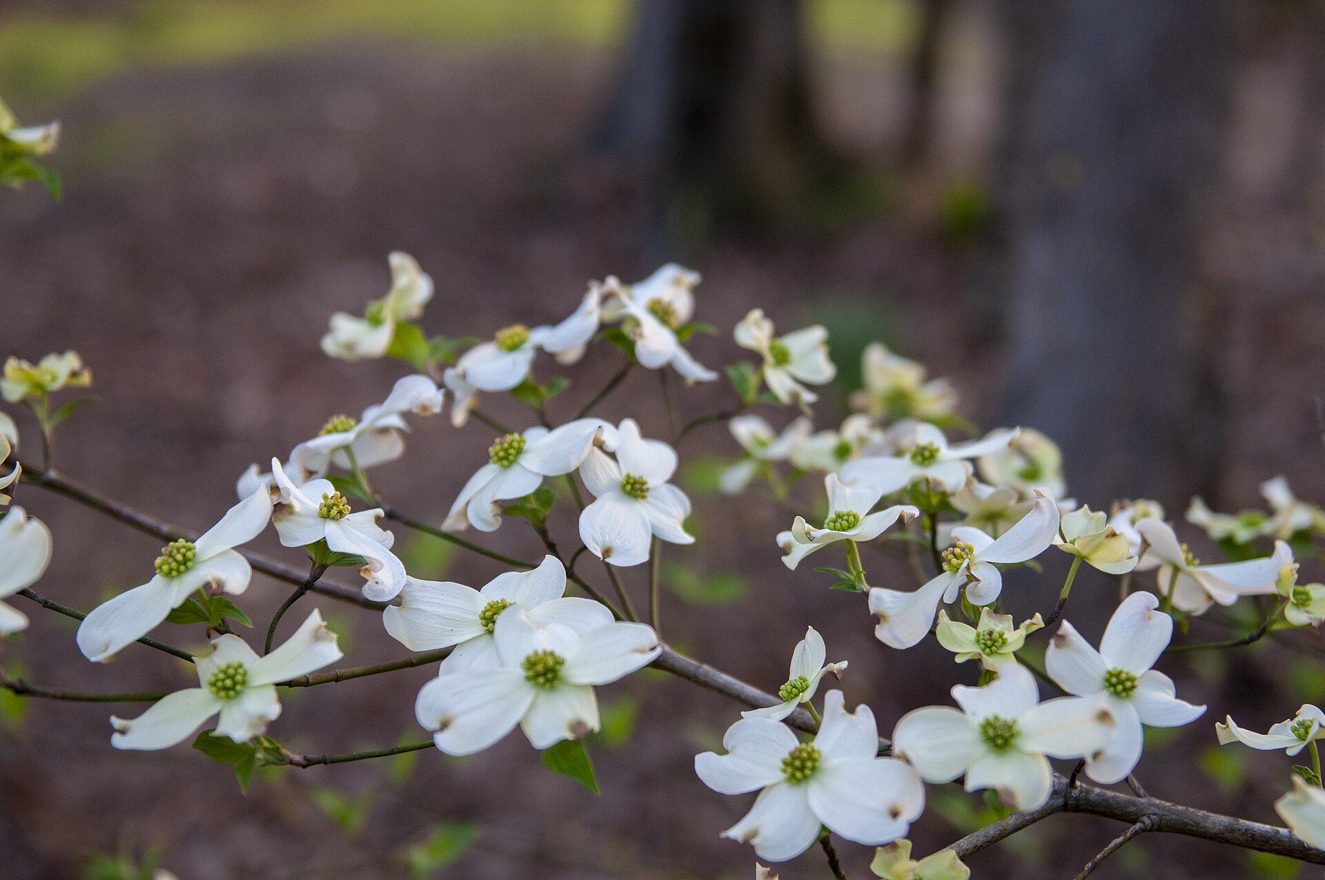Cornus flowers