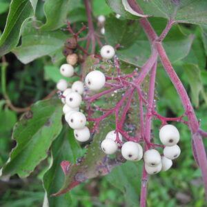 Cornus racemosa