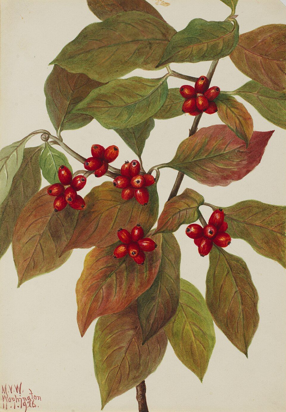 Cornus florida berries illustration