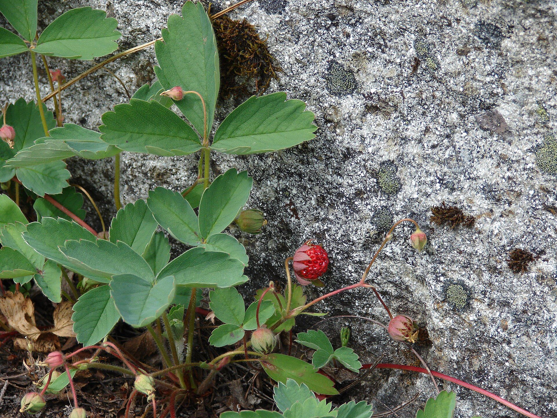 Fragaria v fruit