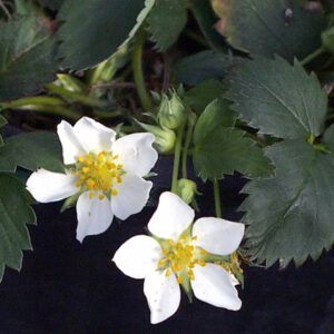 Fragaria virginana flowers