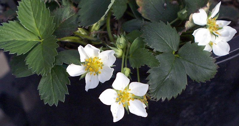 Fragaria virginana flowers