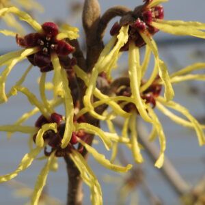 hamamelis flowers