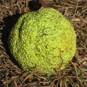 Osage orange fruit
