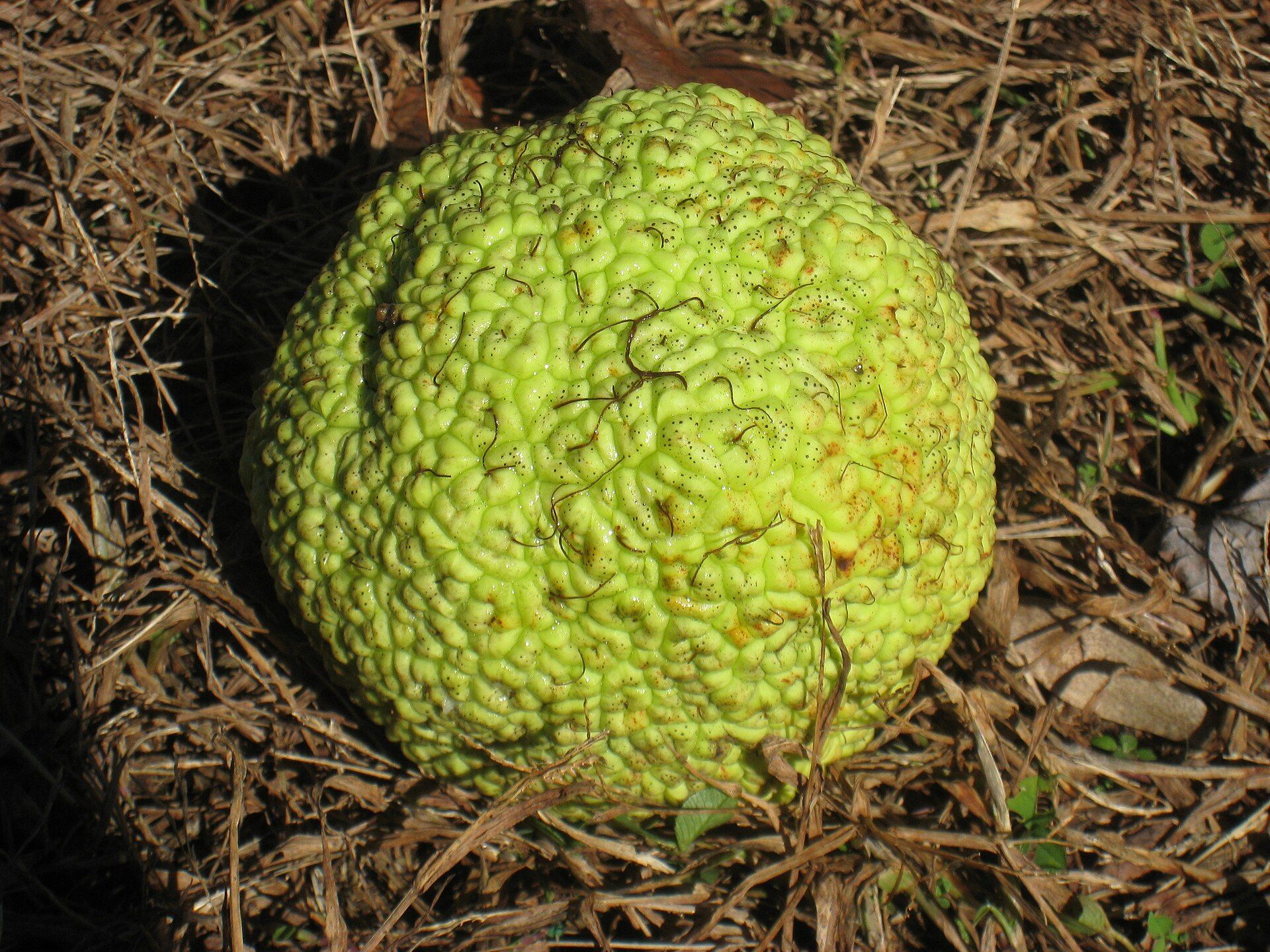 Osage orange fruit