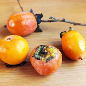 Large, sweet Hershey persimmon fruit