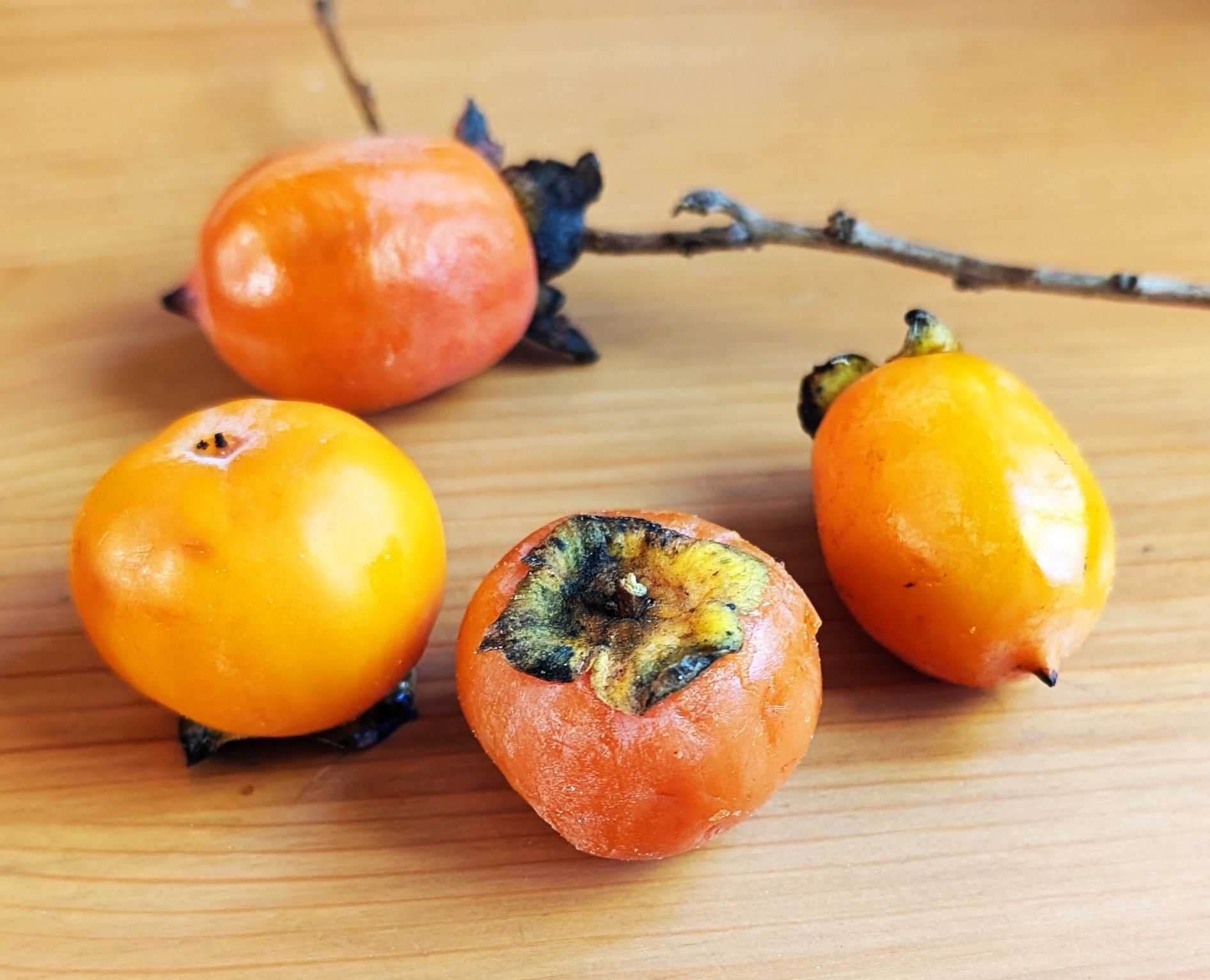 Large, sweet Hershey persimmon fruit