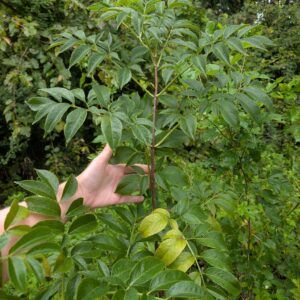 American Elderberry (Sambucus canadensis) - PACK OF 2 Bare Root Seedlings
