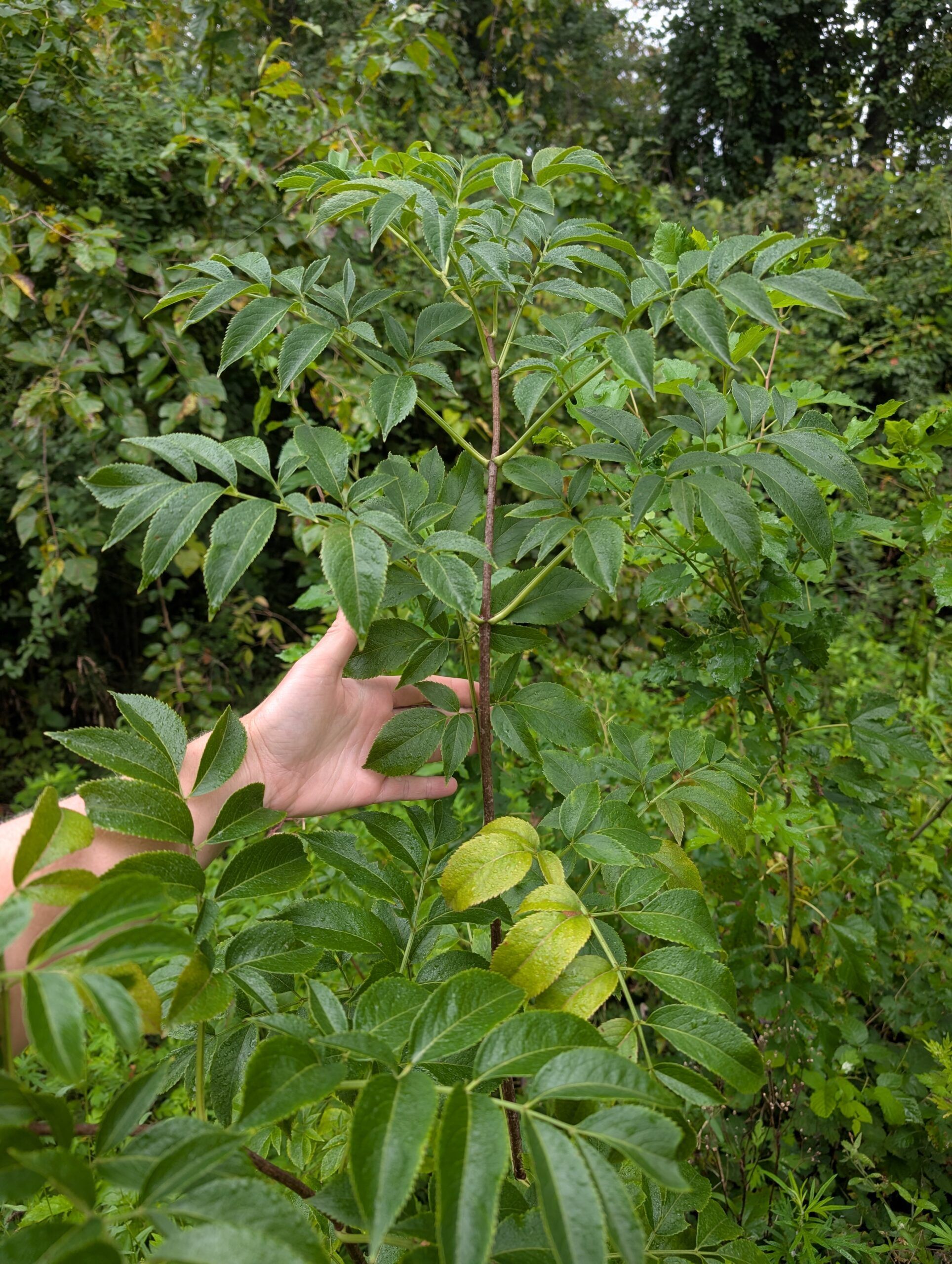 American Elderberry (Sambucus canadensis) - PACK OF 2 Bare Root Seedlings