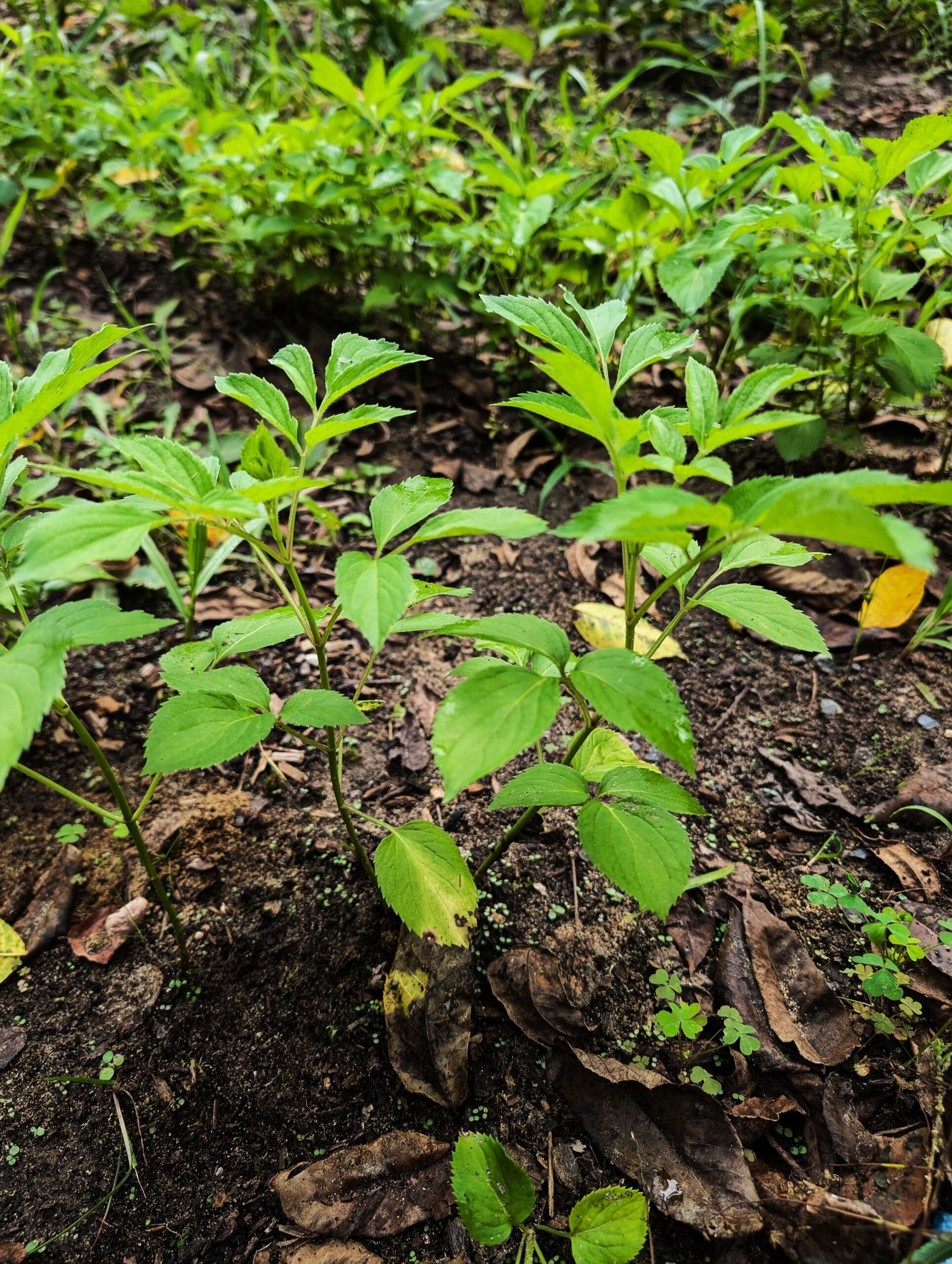 American Elderberry (Sambucus canadensis) - PACK OF 2 Bare Root Seedlings - Image 2