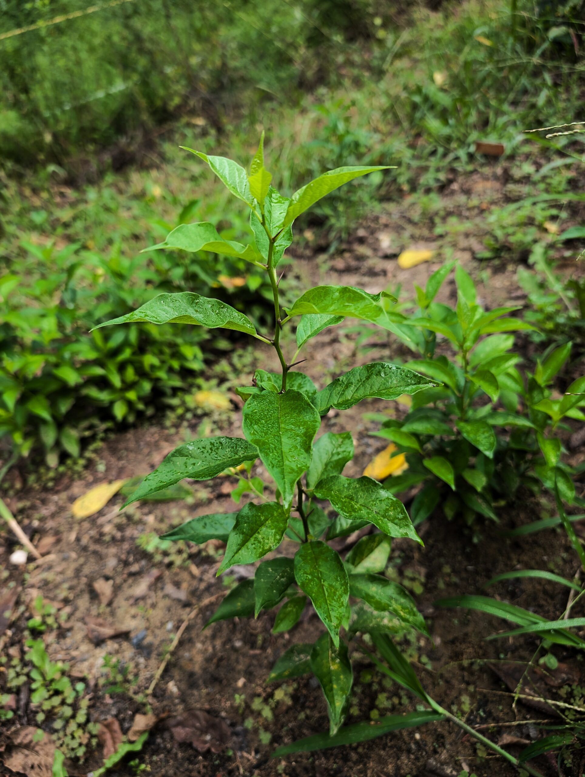 Osage Orange seedling