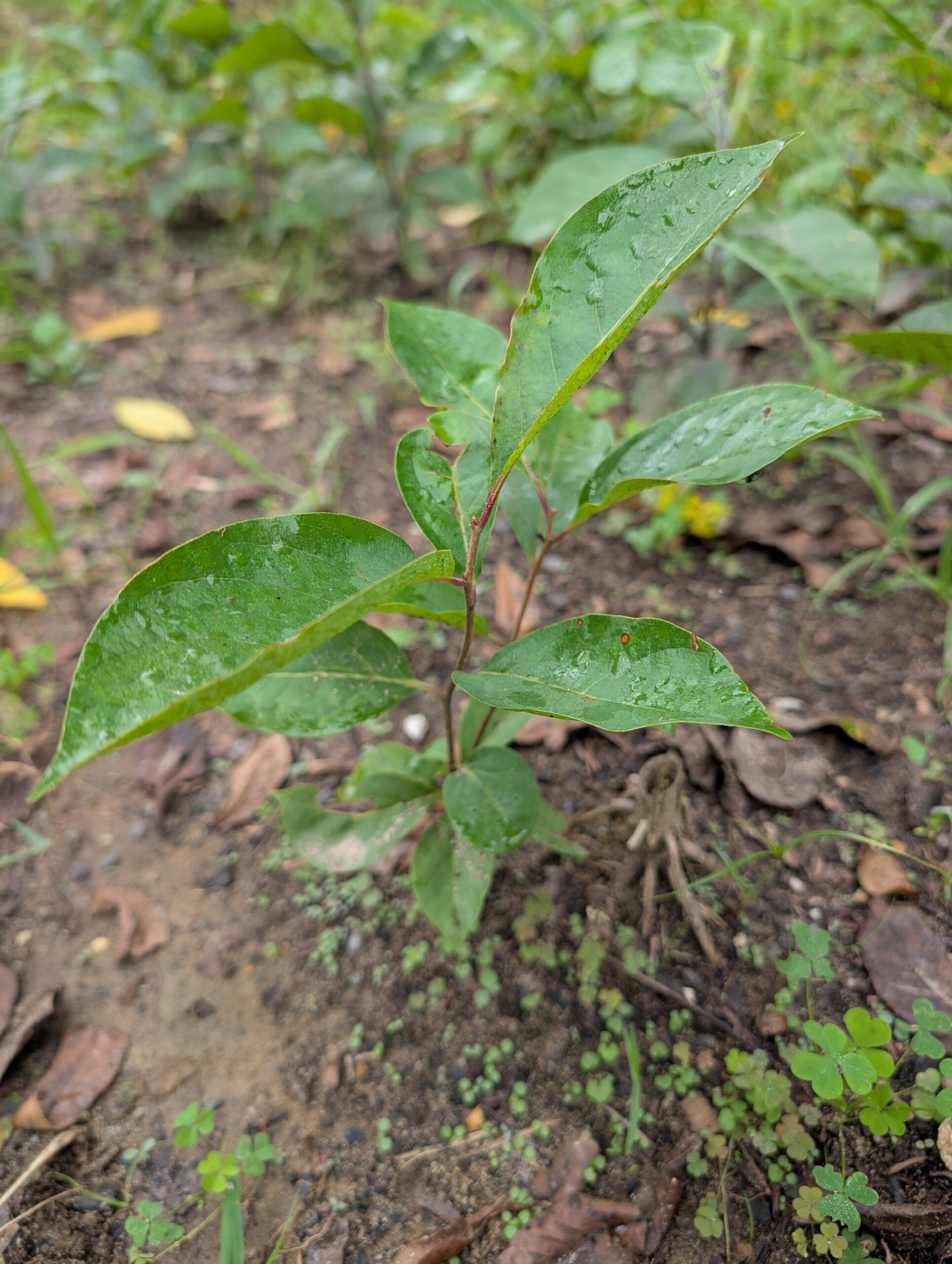 Hershey persimmon seedling