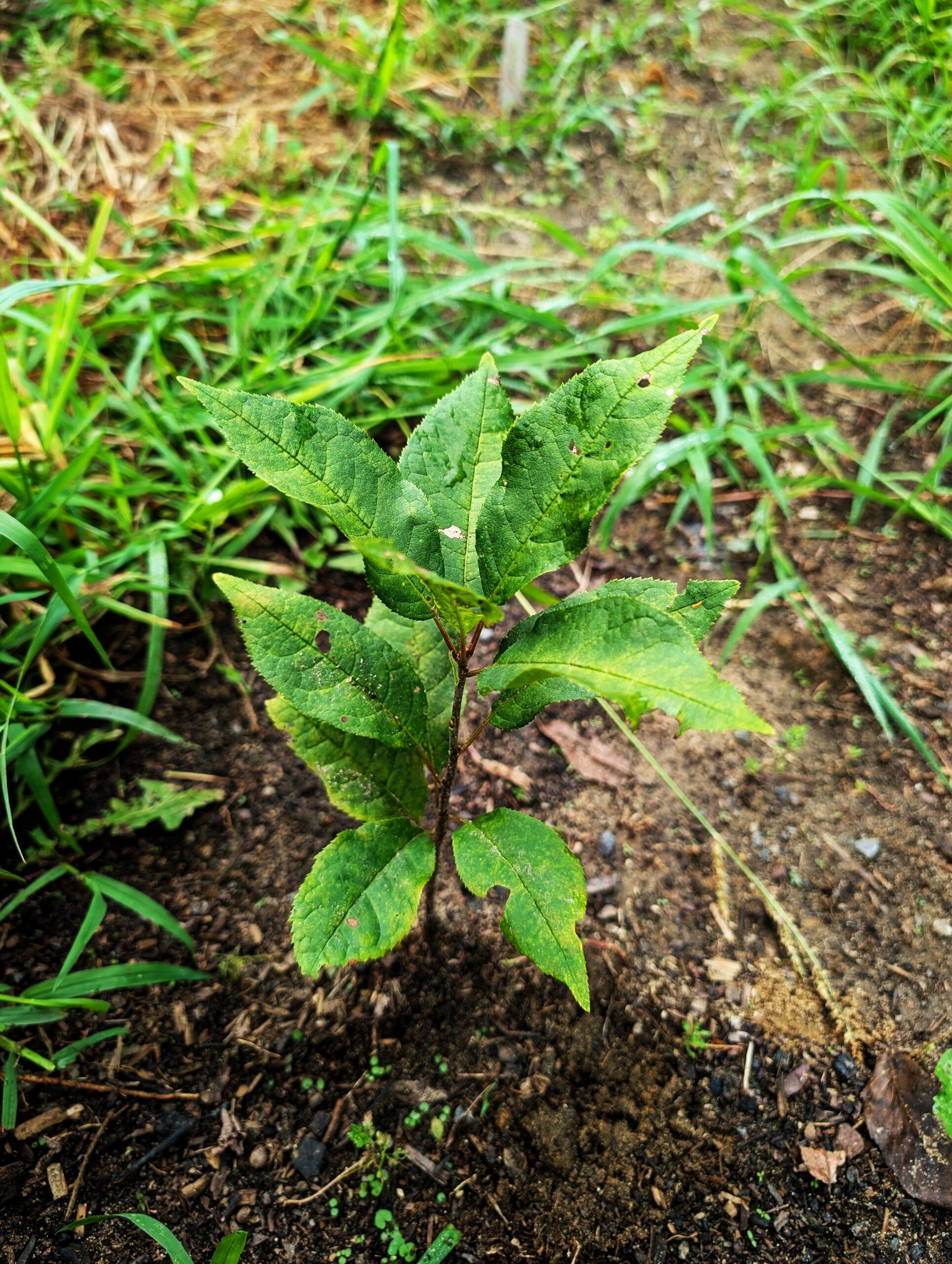 Prunus virginiana seedling