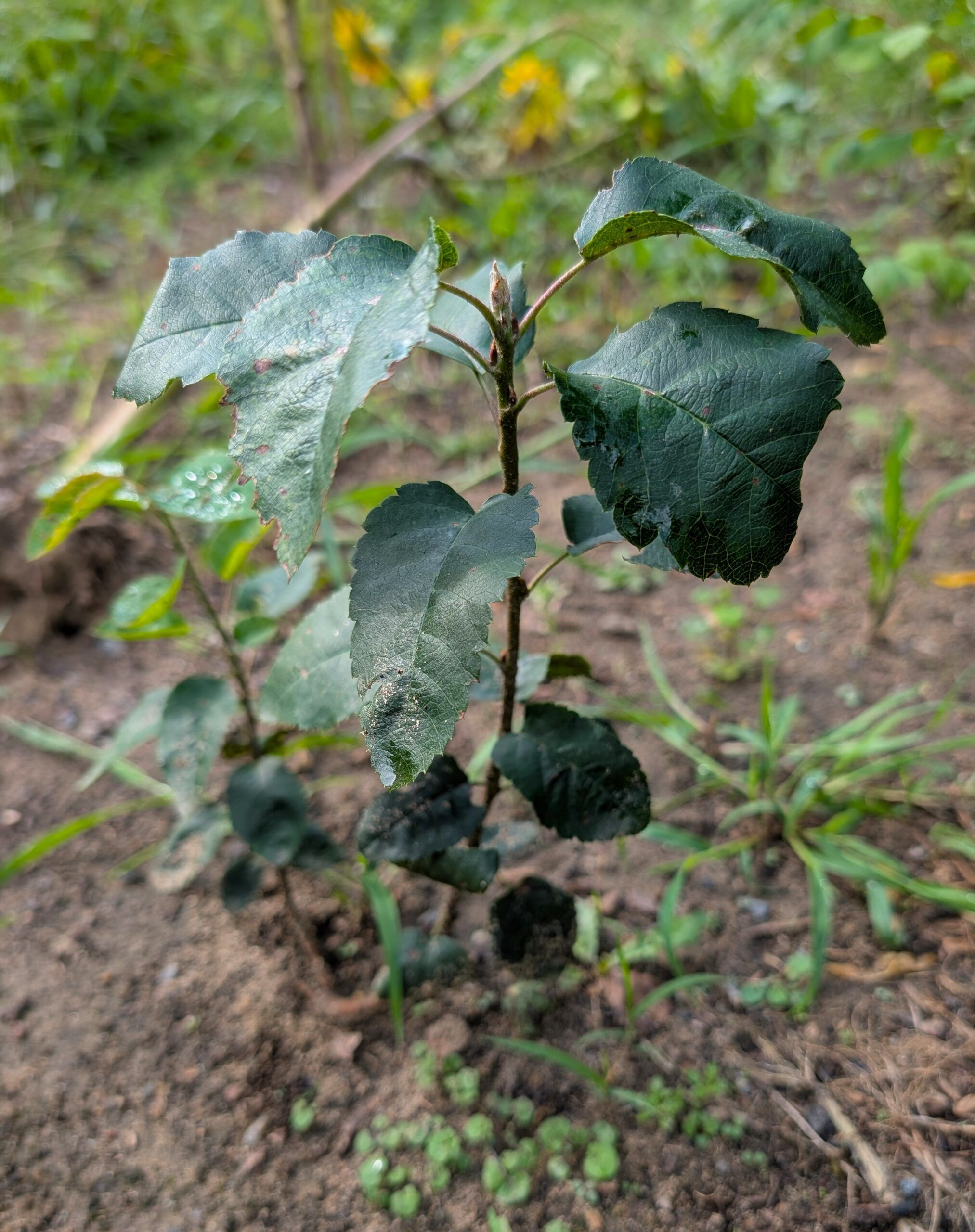 Amelanchier spicata seedling
