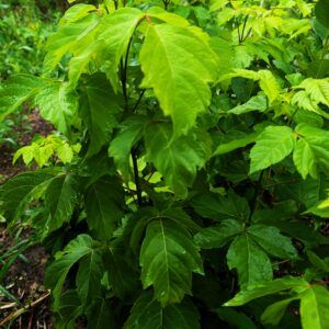 Boxelder seedlings