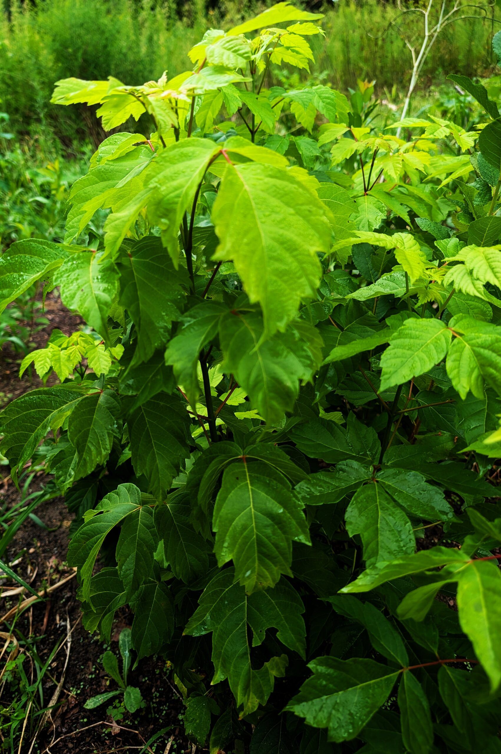 Boxelder seedlings