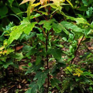 Sugar maple seedling