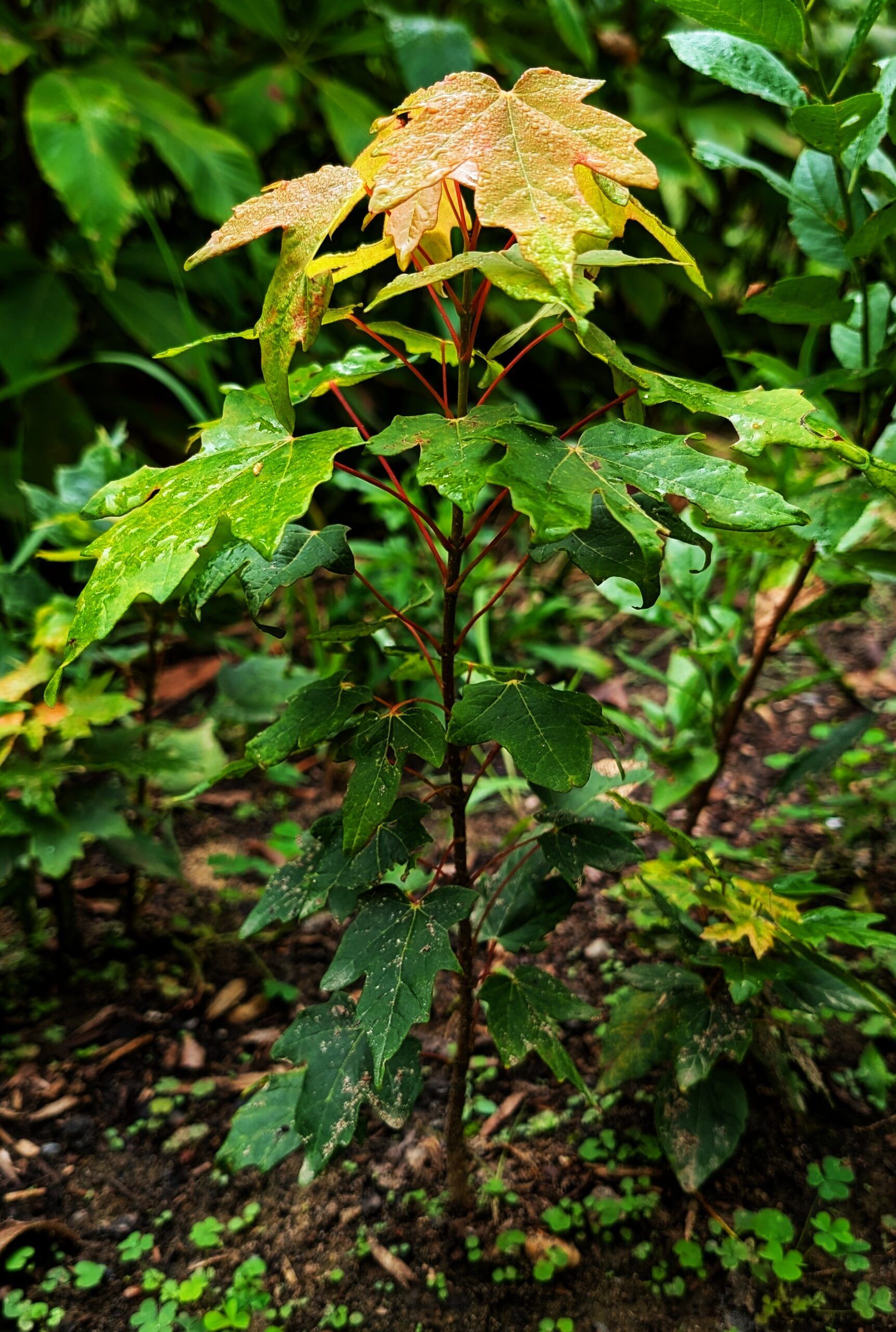 Sugar maple seedling