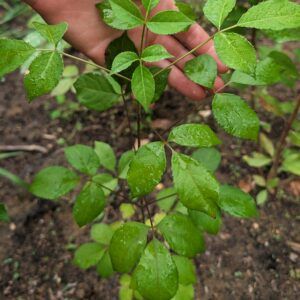 Staphylea seedling