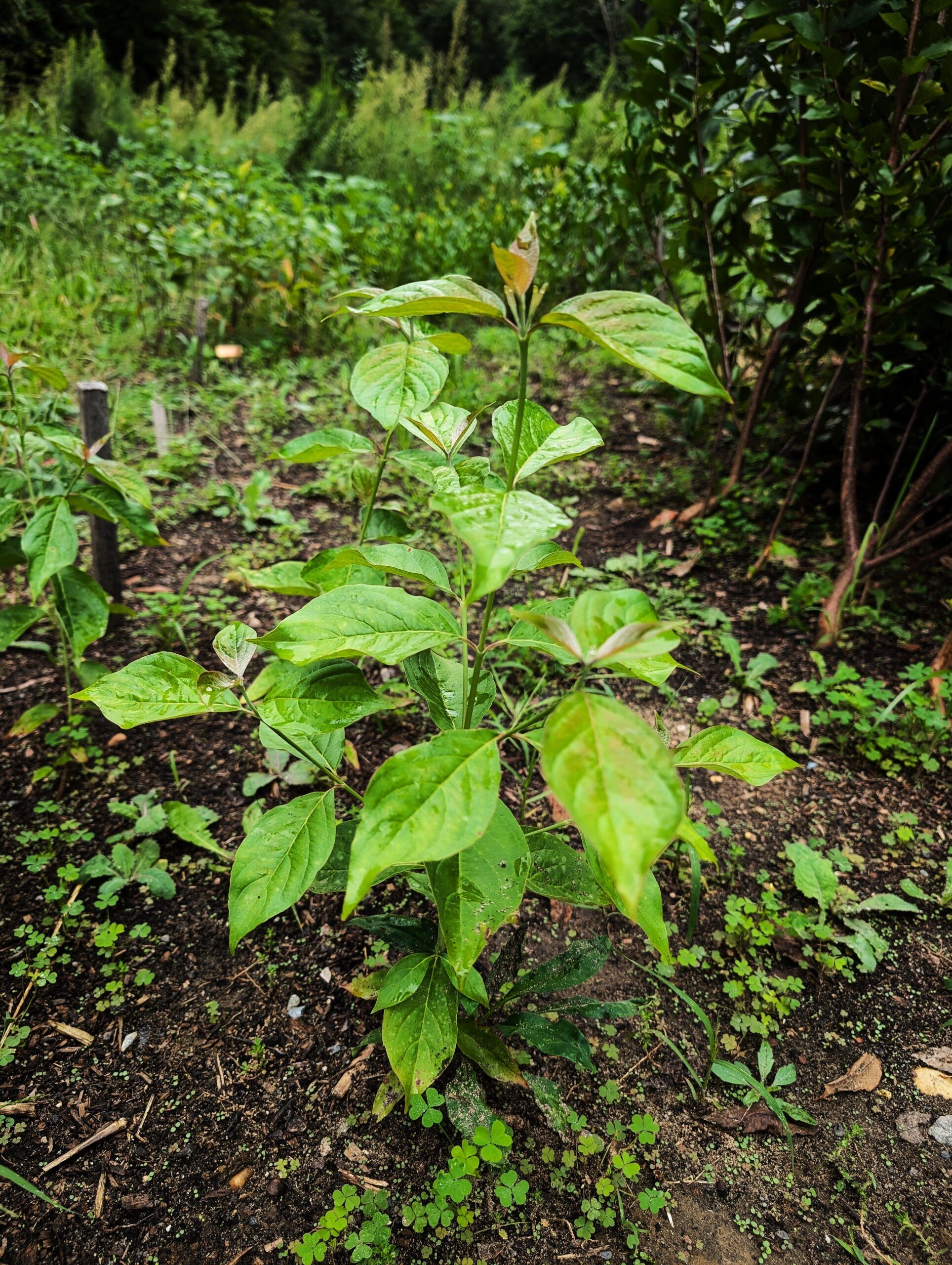 Cornus florida seedlings