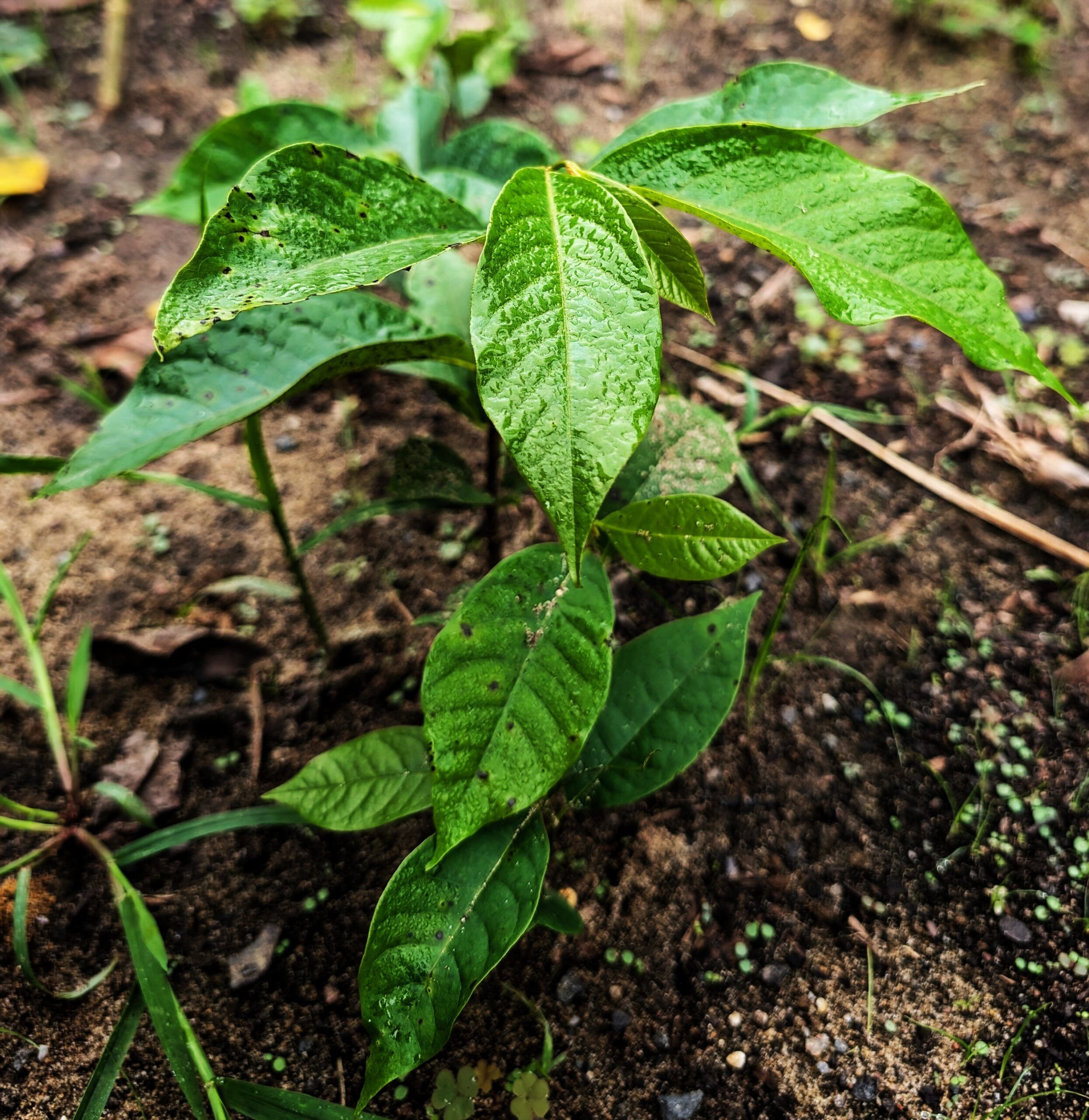 pawpaw 1st yr seedlings