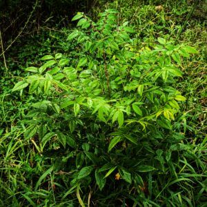 Gleditsia 2yr seedling