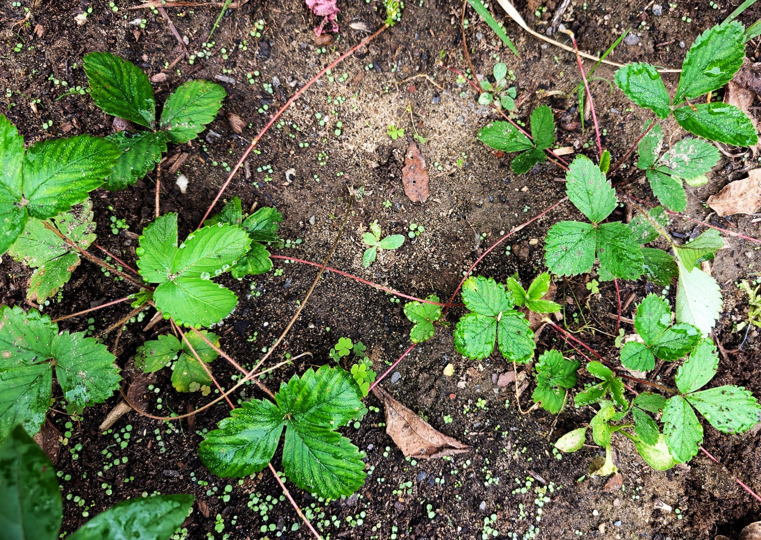 Fragaria virginiana seedlings