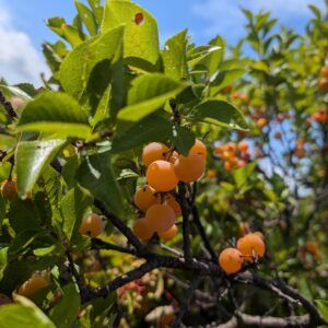 Gold beach plums on the bush