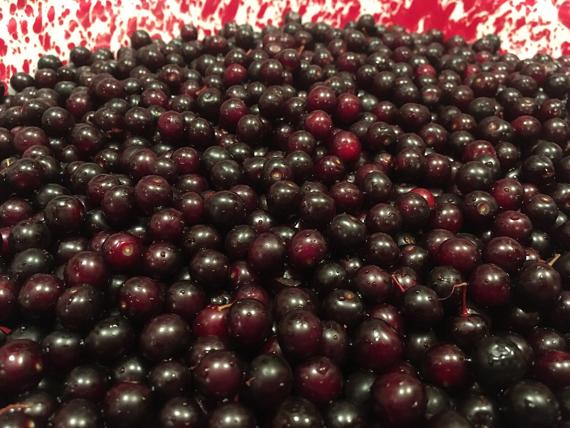 Prunus virginiana fruit