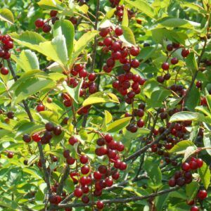 Prunus virginana with fruit