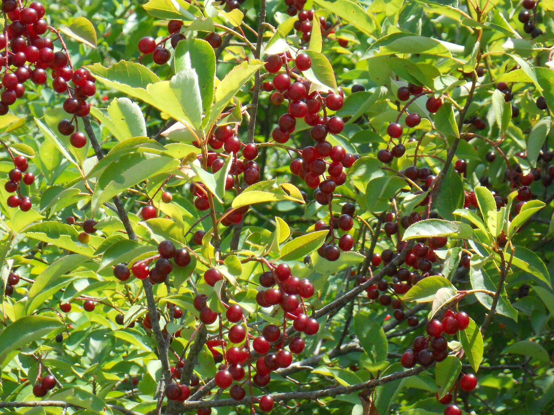 Prunus virginana with fruit