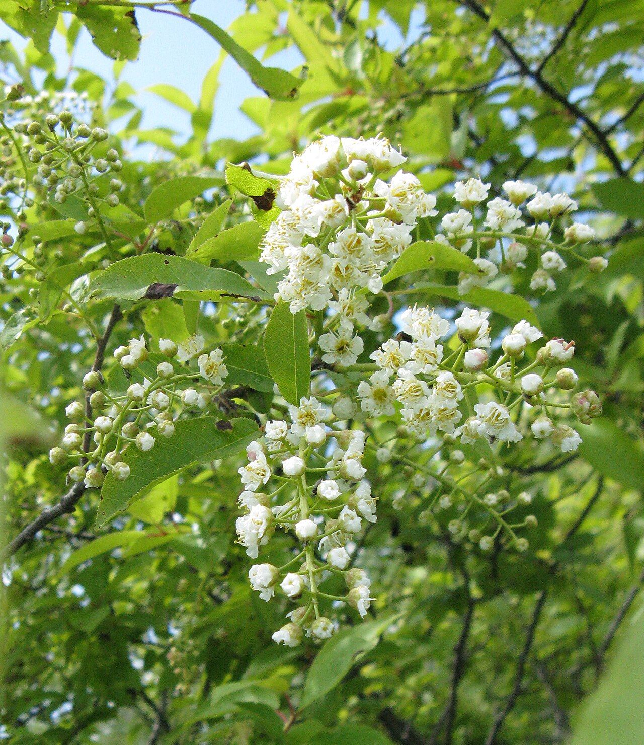Prunus virginiana flowers