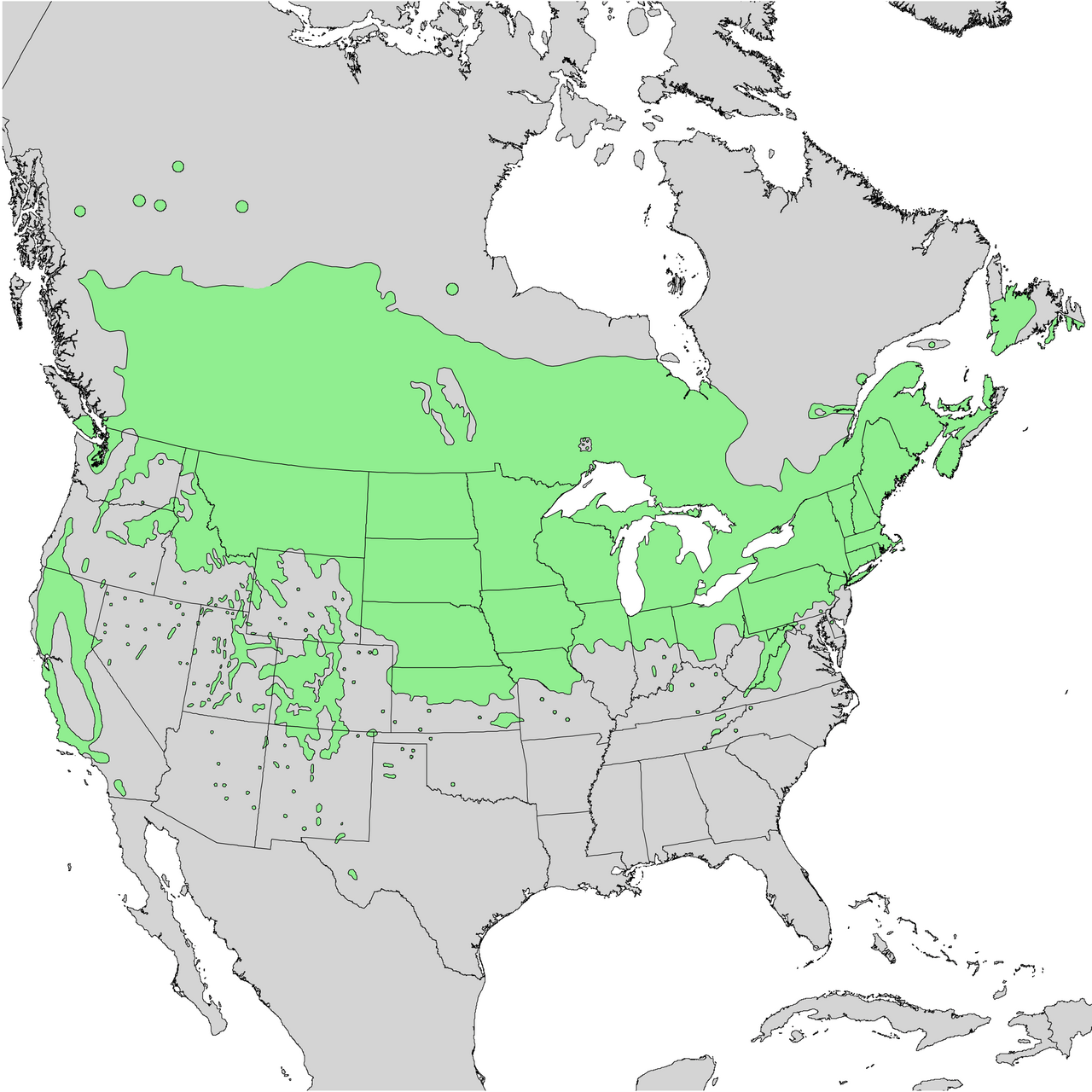 cornus racemosa native range map