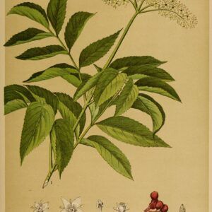 Sambucus