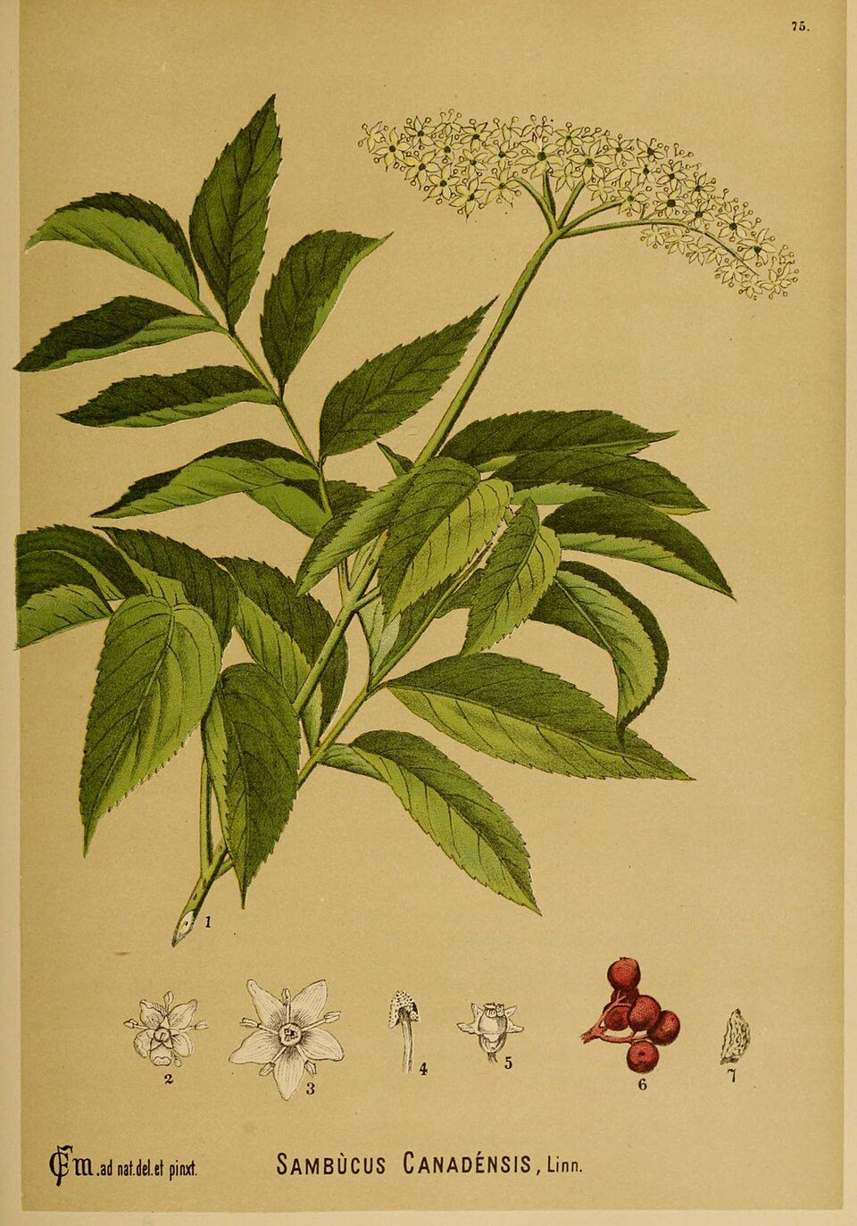 Sambucus